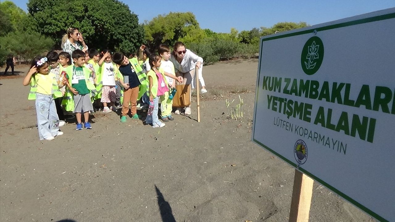 Mersin'deki Kum Zambakları İçin Sıkı Önlemler Alındı