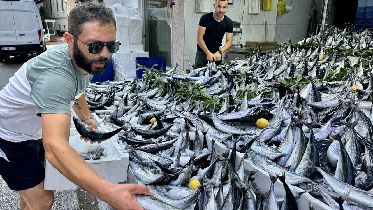 Palamut Av Sezonu Başladı: Tezgahlar Dolup Taşıyor