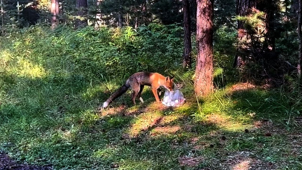 Sarıkamış'ta Pikniğe Gelen Kızıl Tilki