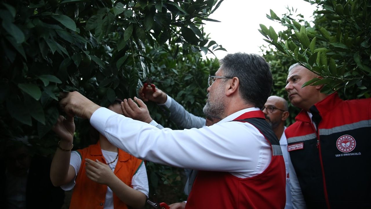 Tarım ve Orman Bakanı Narenciye Hasadını Yerinde İnceledi