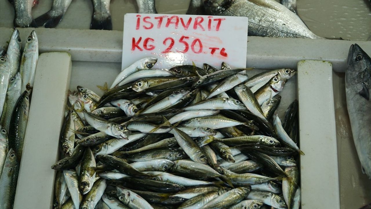 Tekirdağ'da İstavrit Sezonu Başladı