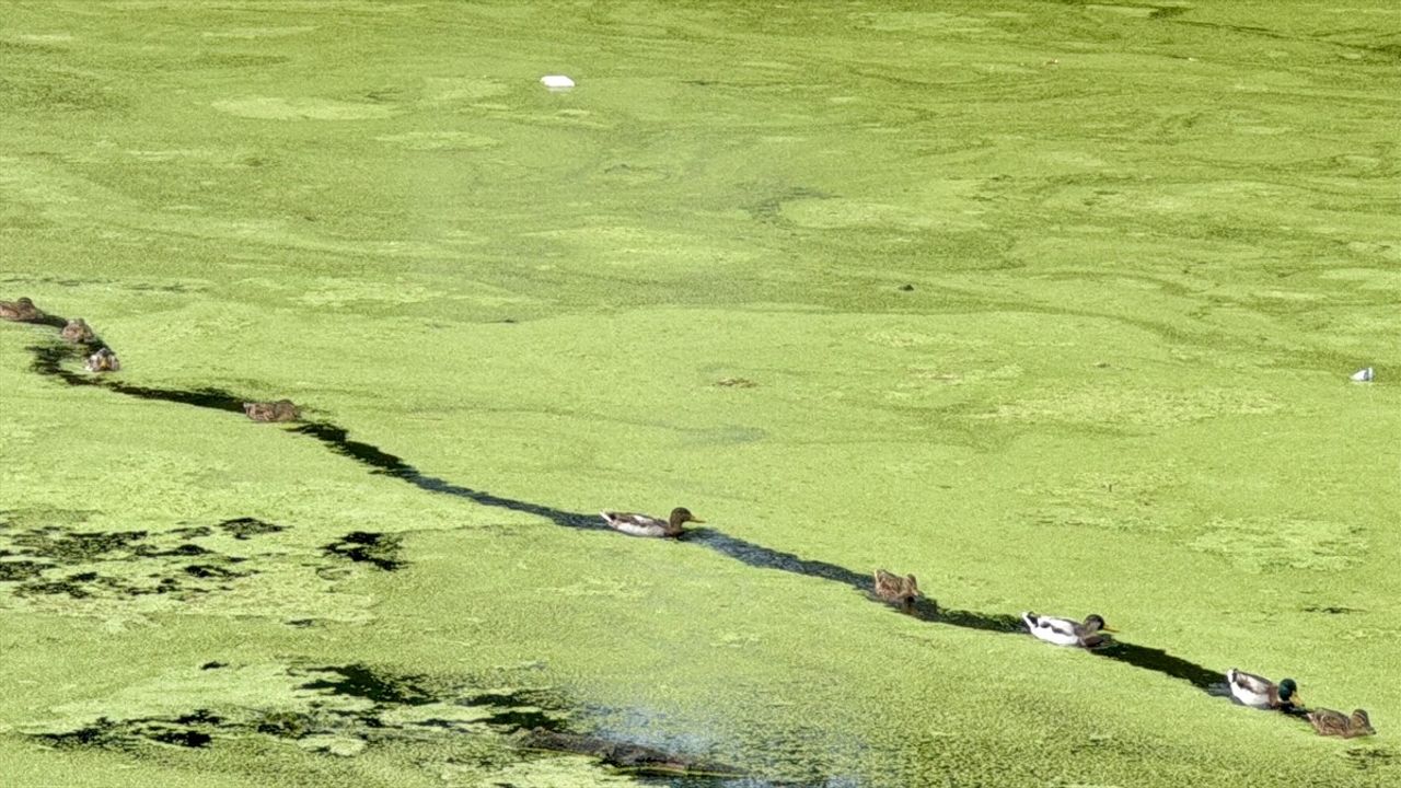 Tunca Nehri'nde Yosun ve Su Mercimeklerinde Artış