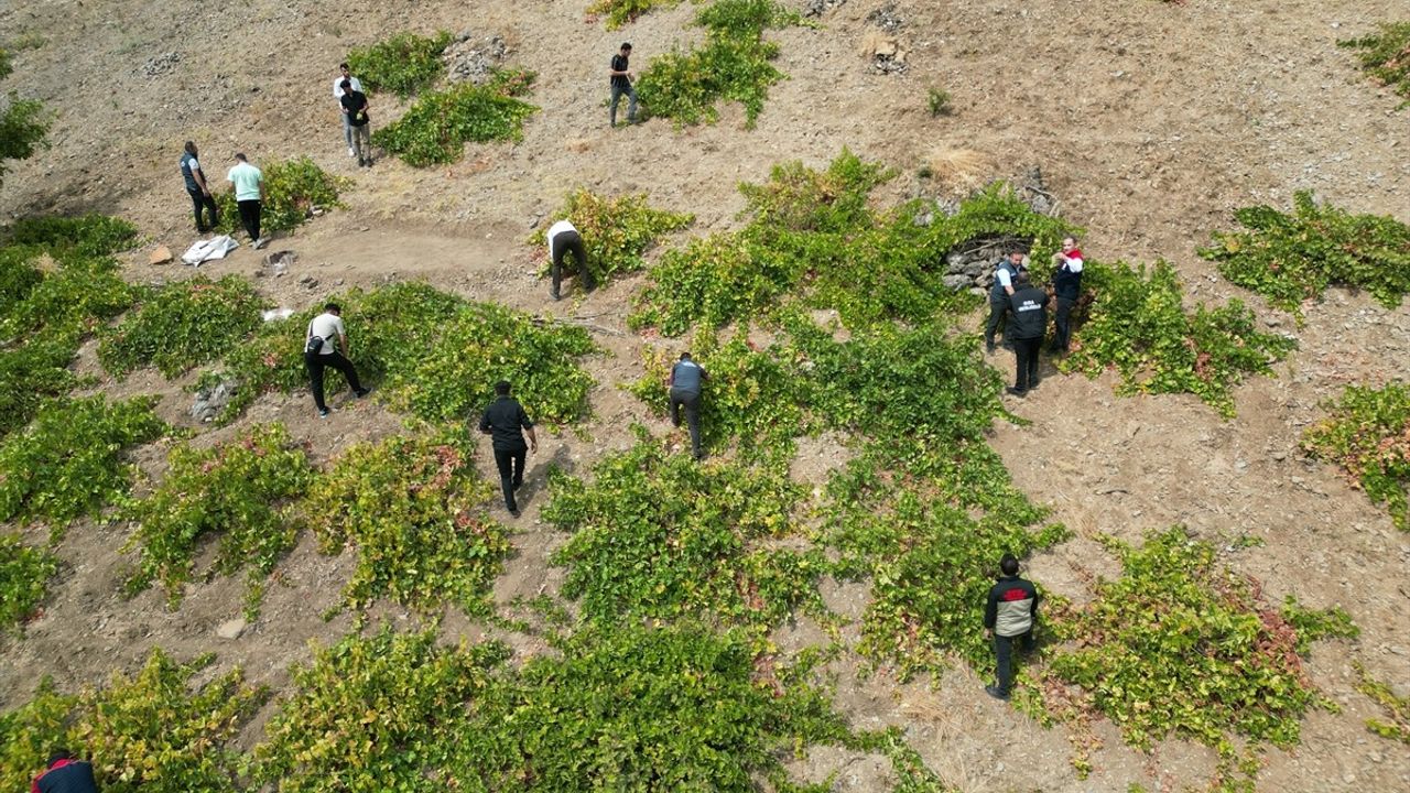 Uludere'de Behdini Üzümü Hasat Şenliği Gerçekleştirildi