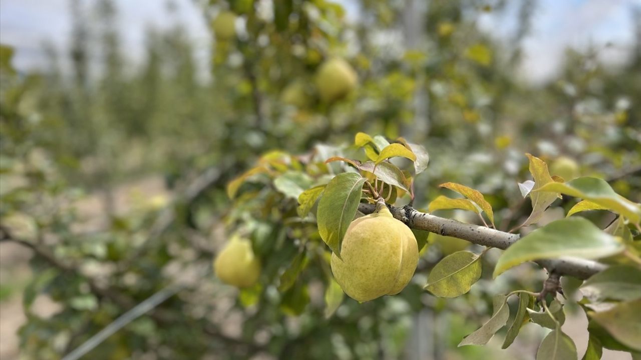 Yeni Armut Çeşitleri Ateş Yanıklığına Karşı Geliştirildi