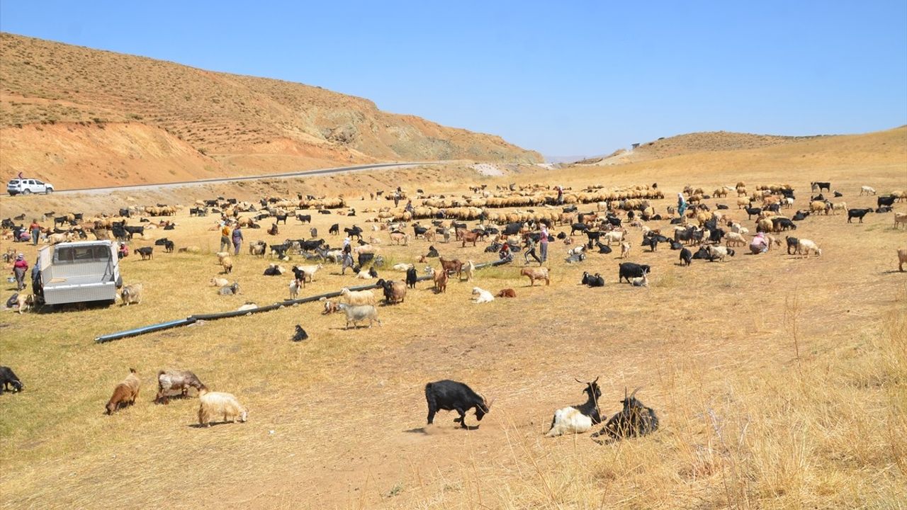 Yüksekova'da Kadınların Ekonomik Mücadelesi: Berivanlar