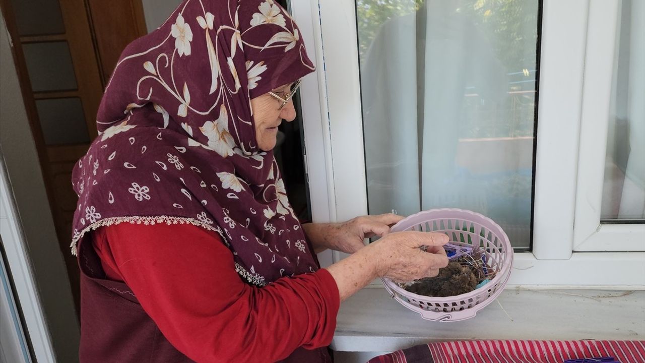 Amasya'da 78 Yaşındaki Kadın Kumru Yavrusuna Annelik Yaptı