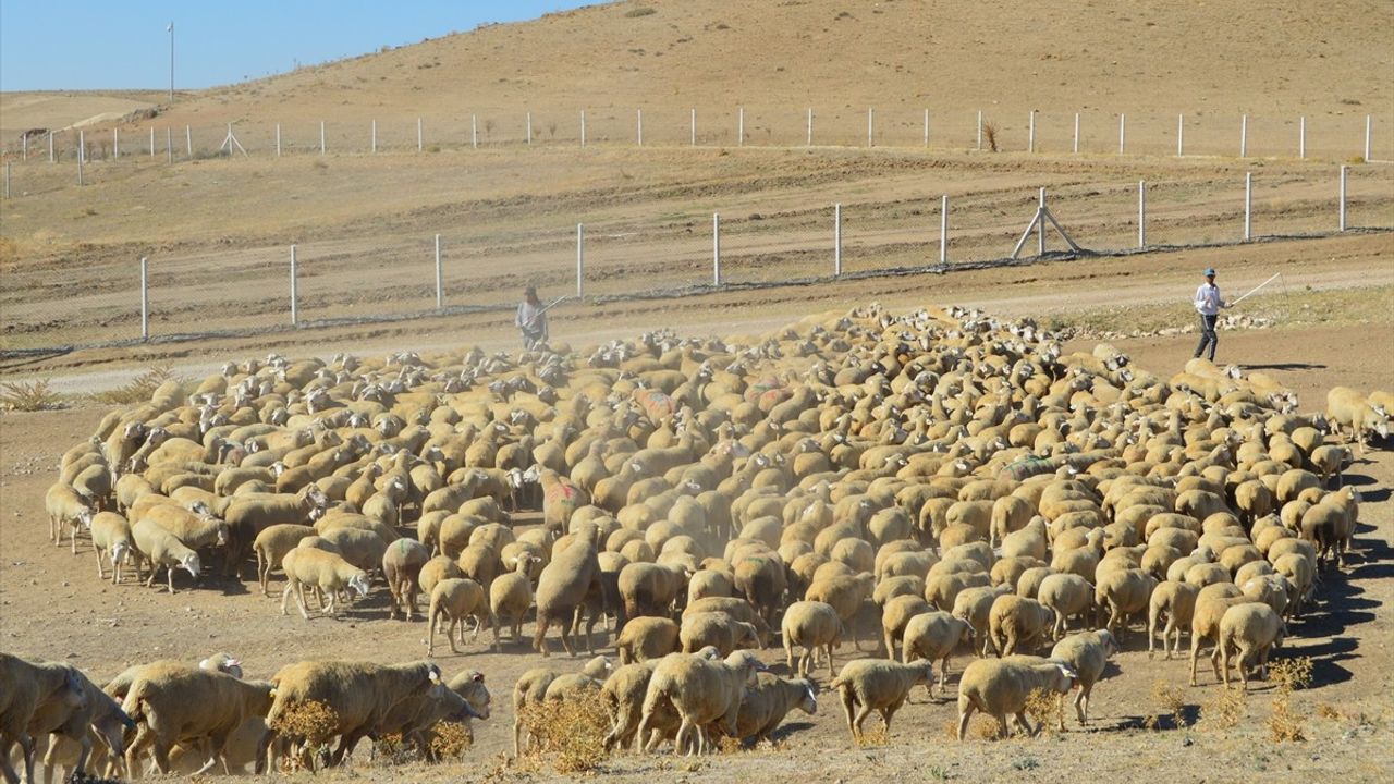 Anadolu Tarım İşletmesi'nde 2 Bin 500 Kuzu Doğumu Bekleniyor