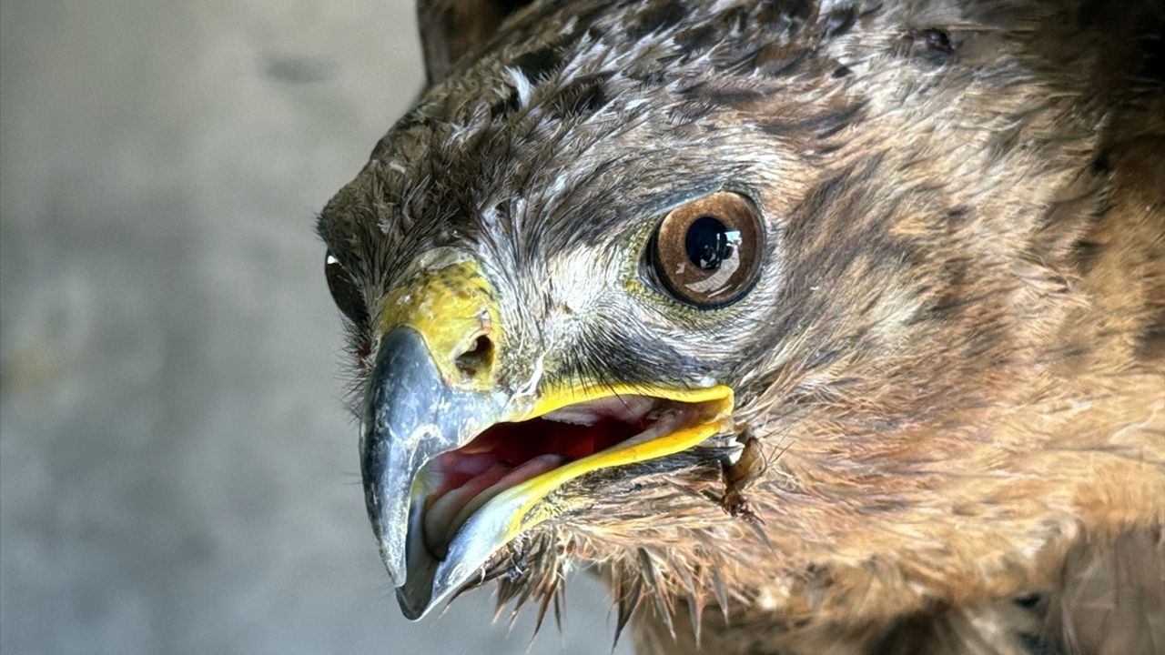 Ardahan'da Yaralı Şahinler Tedavi Altına Alındı