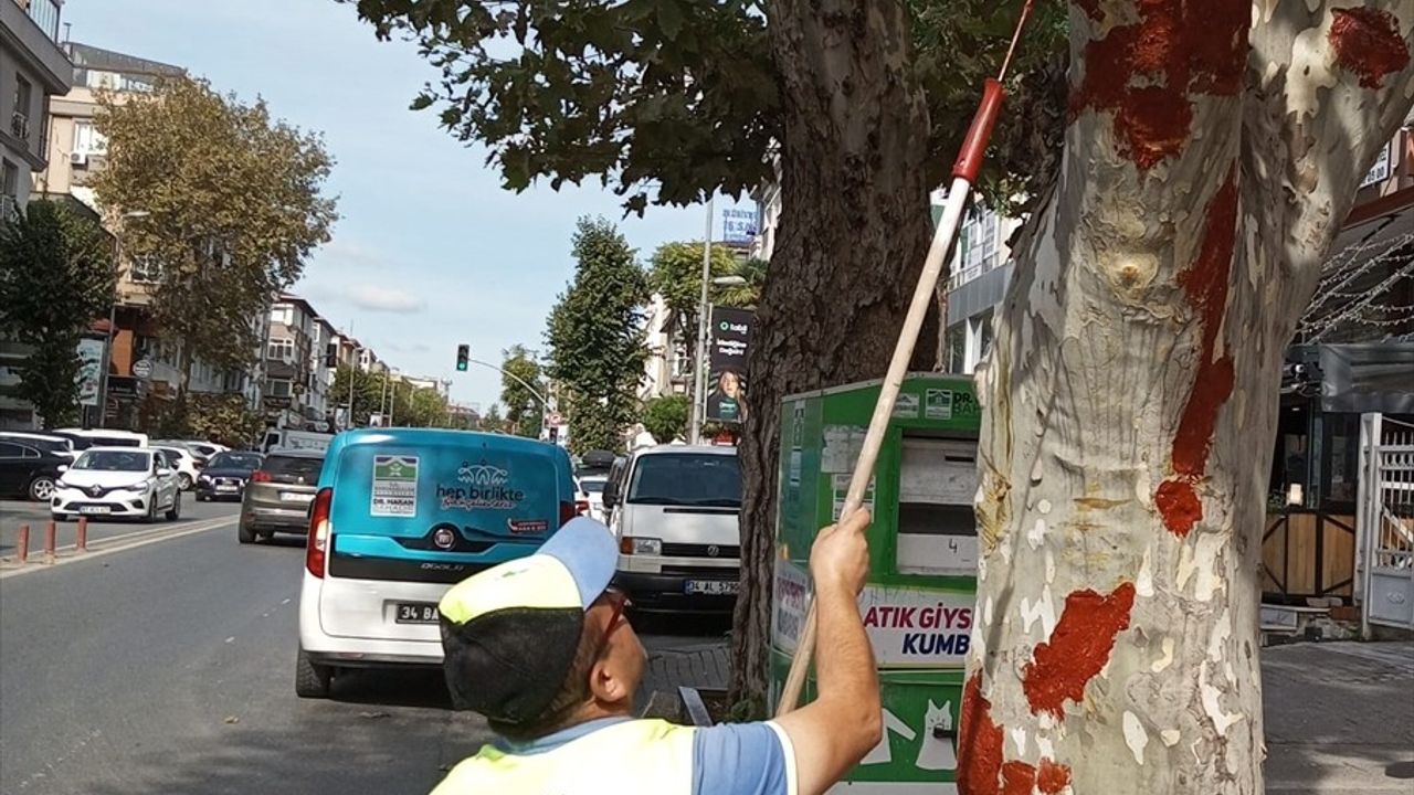 Bahçelievler Belediyesi'nden İETT Otobüsüne Çarpan Ağaç İçin Aşı Uygulaması