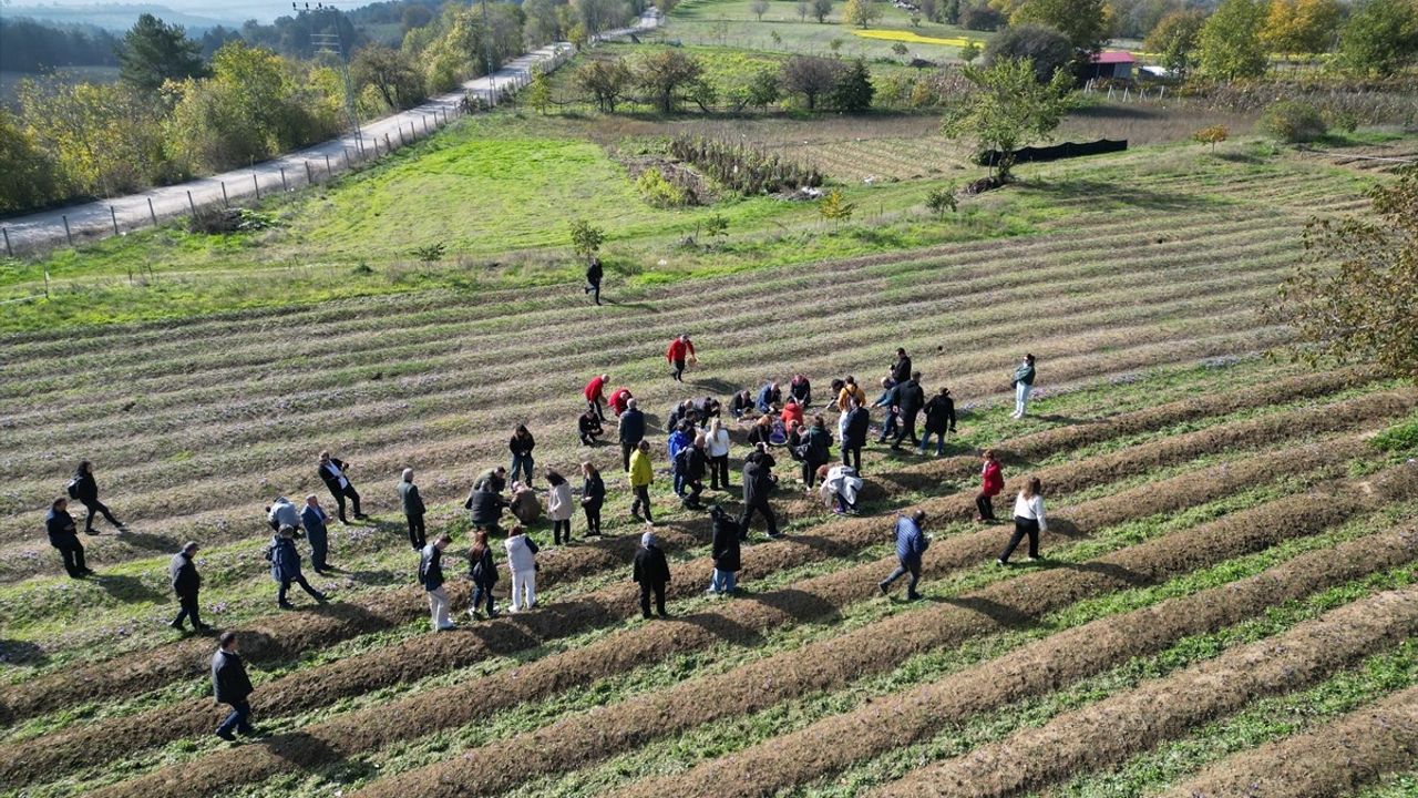 Karabük'te Safran Hasadı Etkinliği Düzenlendi