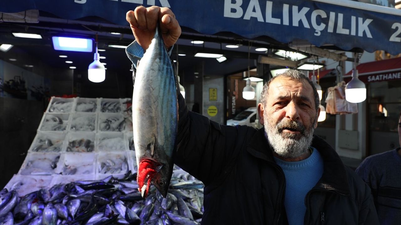 Karadeniz'de Palamut Bolluğu