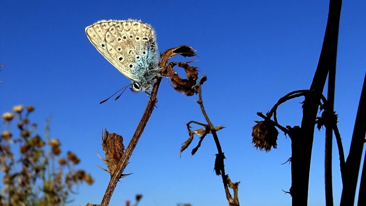 Kars’ın Sarıkamış İlçesinde Doğa Canlanıyor