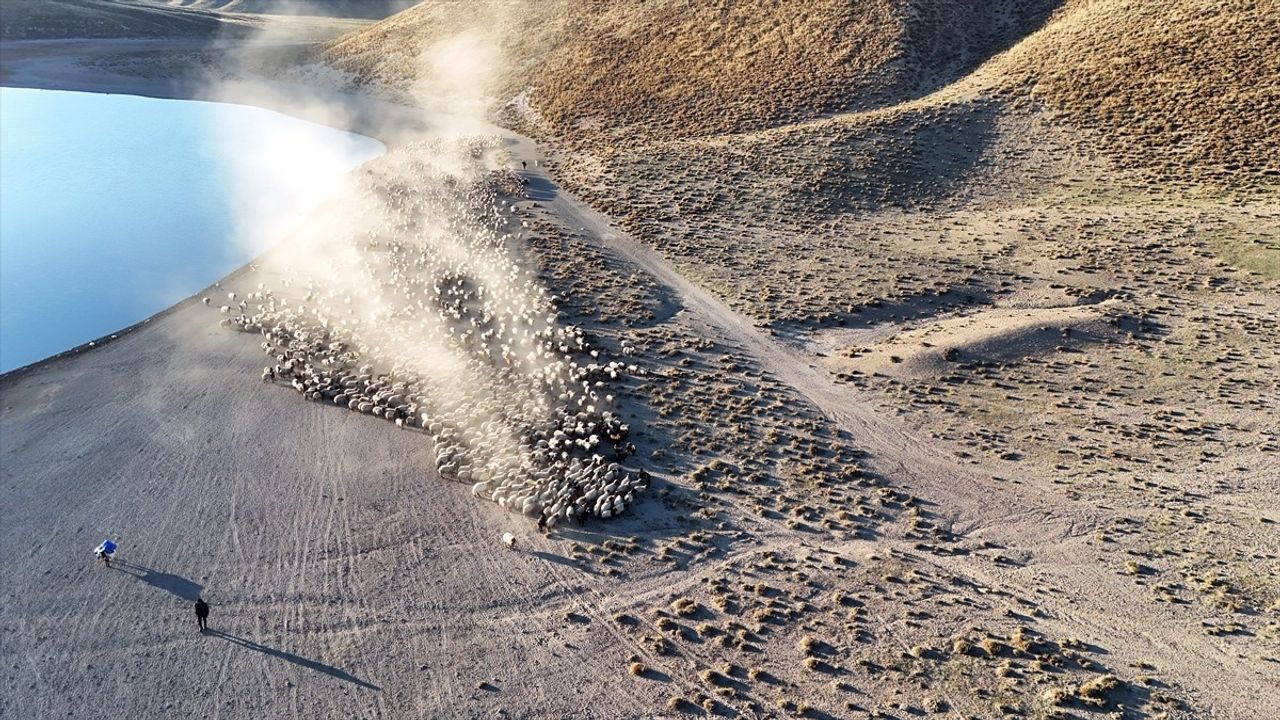 Nemrut Dağı'nda Küçükbaş Sürülerin Su İçme Yolculuğu