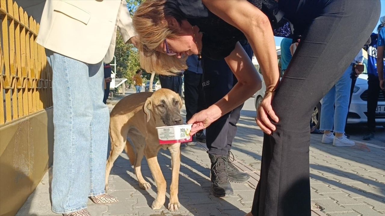 Samandağ'da Motosiklet Kazası: Köpeğe Çarpan Sürücü Yaralandı