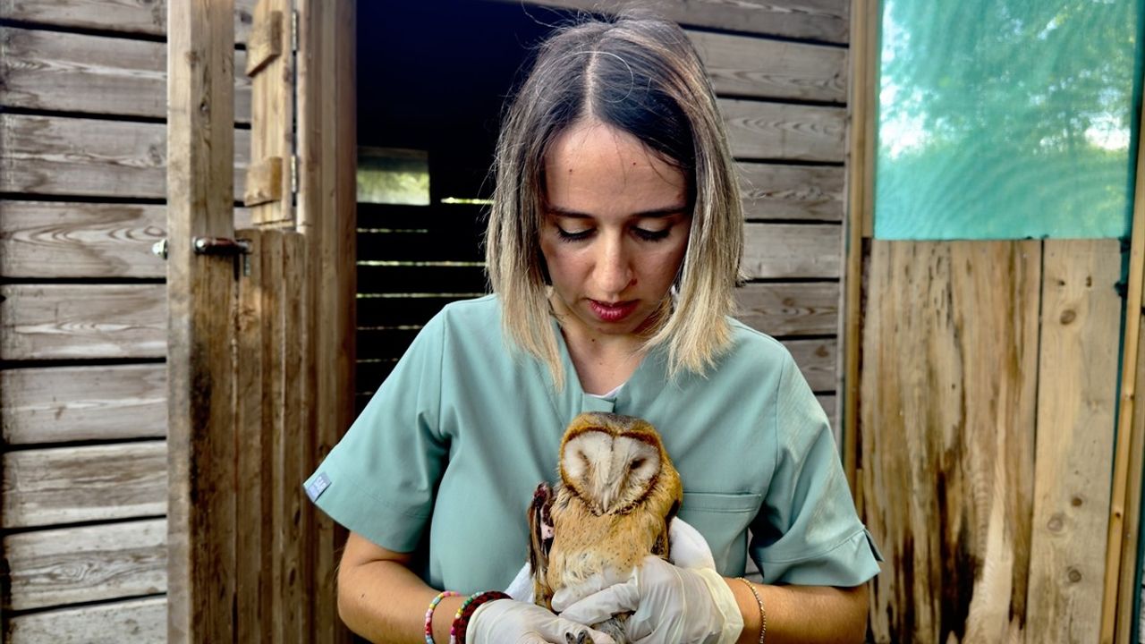 Samsun'daki Peçeli Baykuşlar Doğaya Yeniden Kavuşuyor