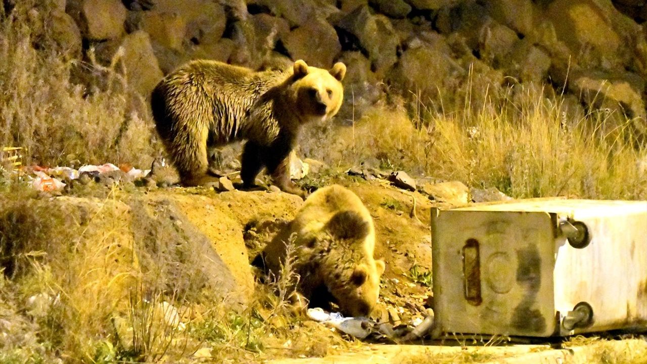 Sarıkamış'ta Bozayıların Çöp Kavgası