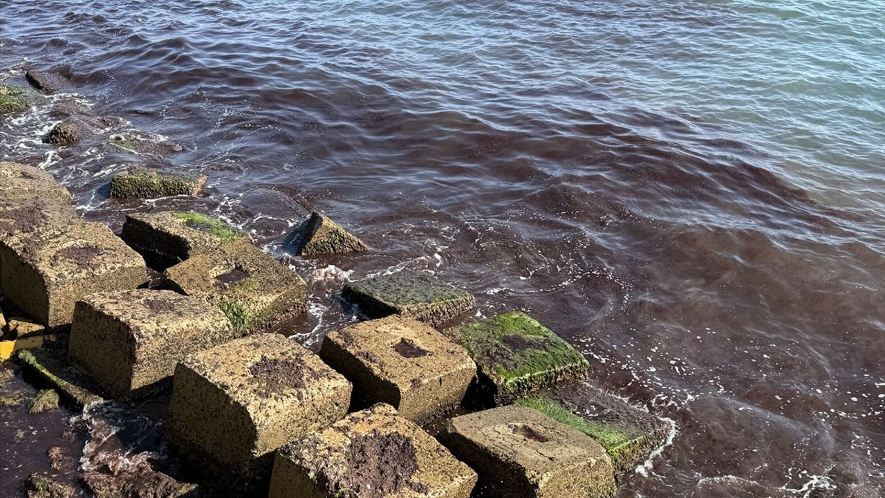 Tekirdağ'da Lodos Etkisiyle Kırmızı Yosun Birikimi