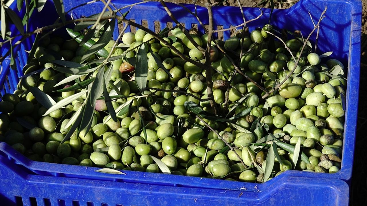 Zeytin Üreticileri Yağmur Özlemi İçinde