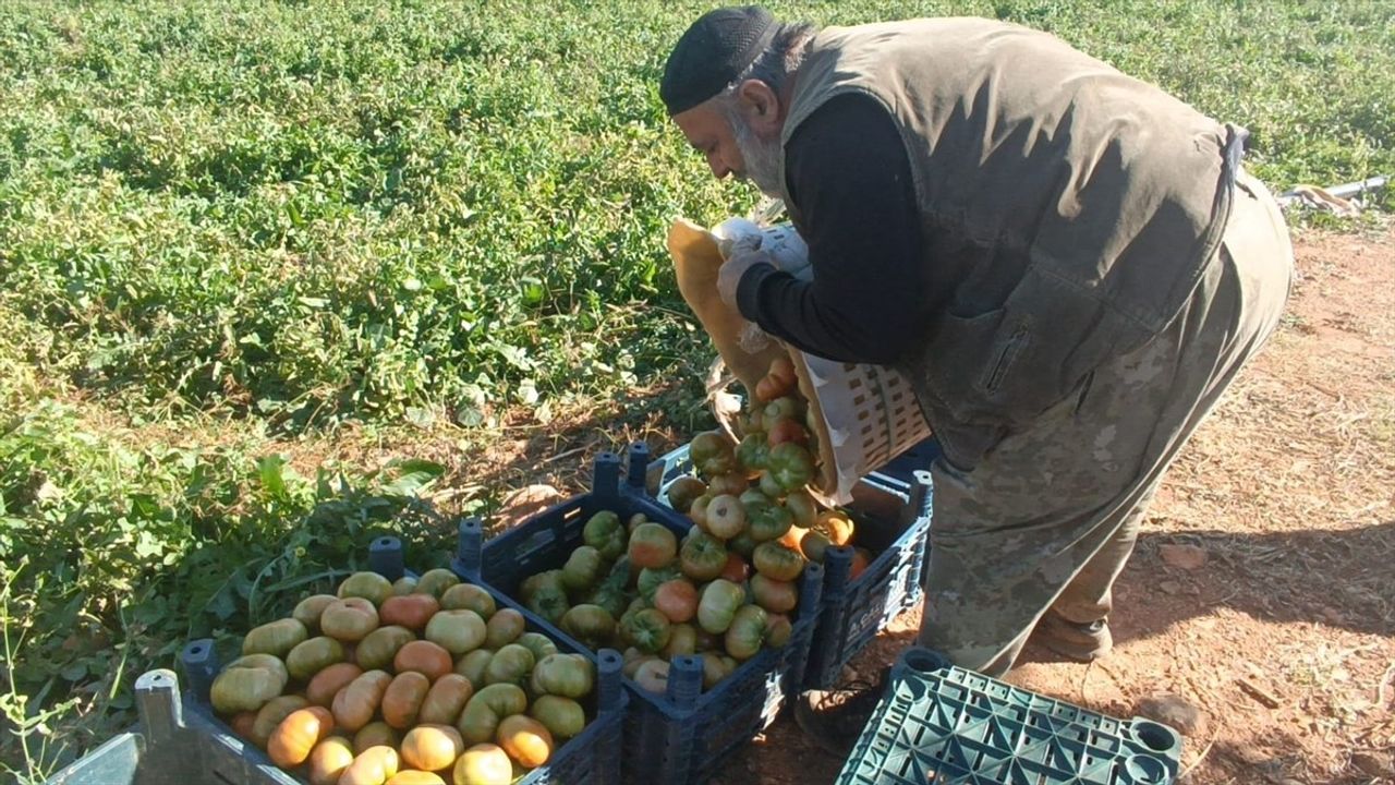 Adana'da Güz Domatesi Hasadı Başladı