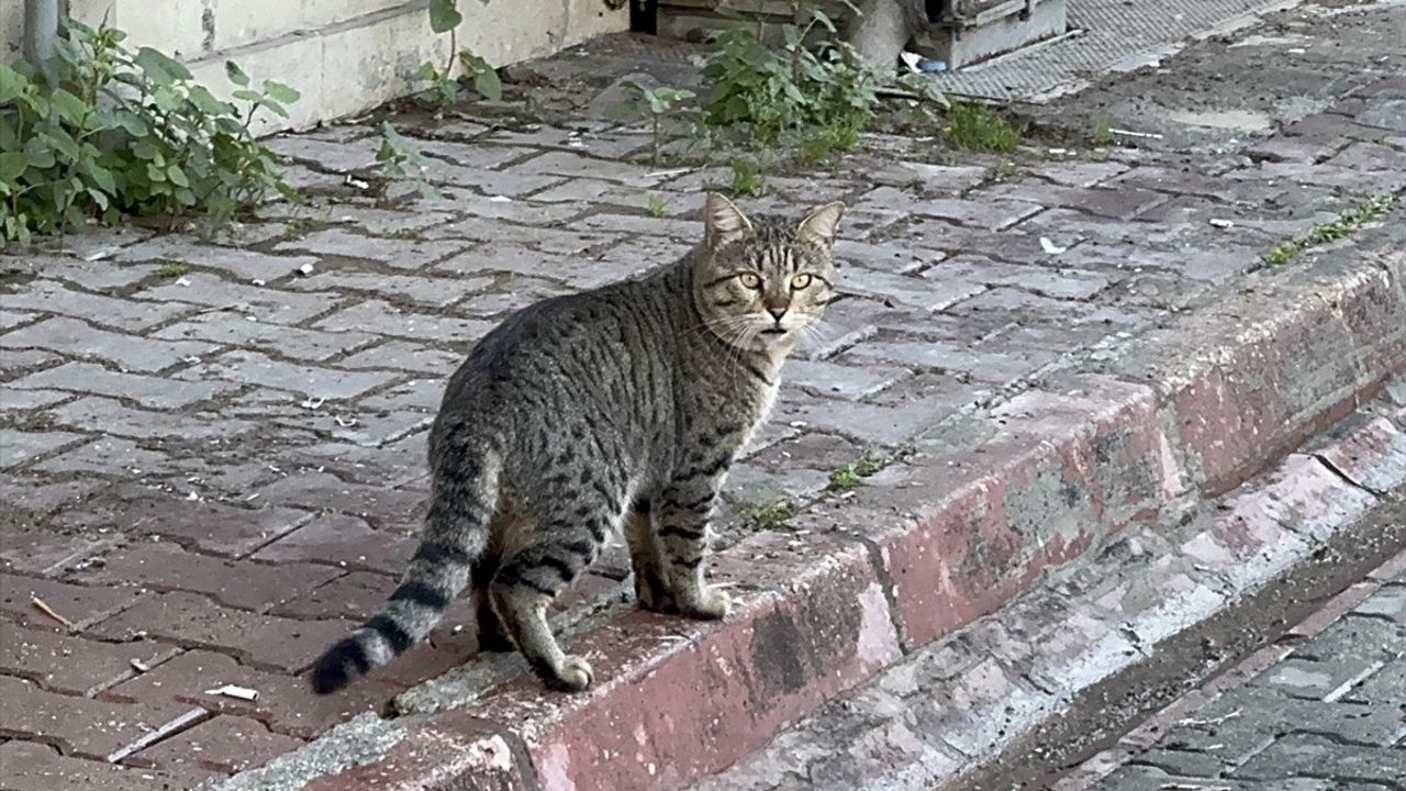 Adana'da Kedinin Hızla İşçiden Öğle Yemeğini Çalması