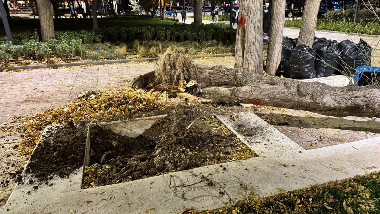 Ankara'da Rüzgar Ağaç Devrildi