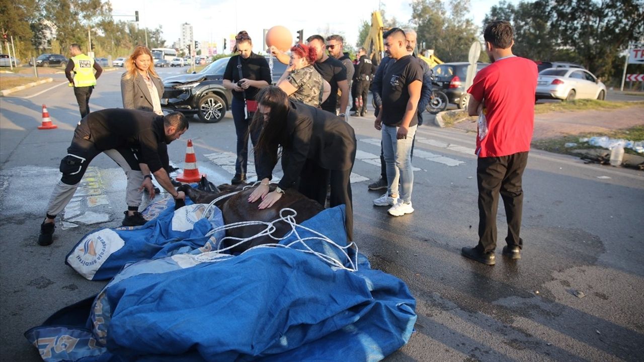 Antalya'da Kalp Masajıyla Hayata Döndürülen Atın Trajik Sonu