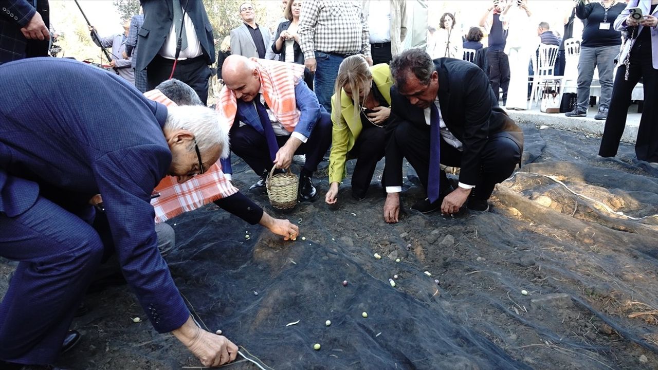 Ayvalık'ta 1080 Yıllık Zeytin Ağaçlarından Hasat Yapıldı