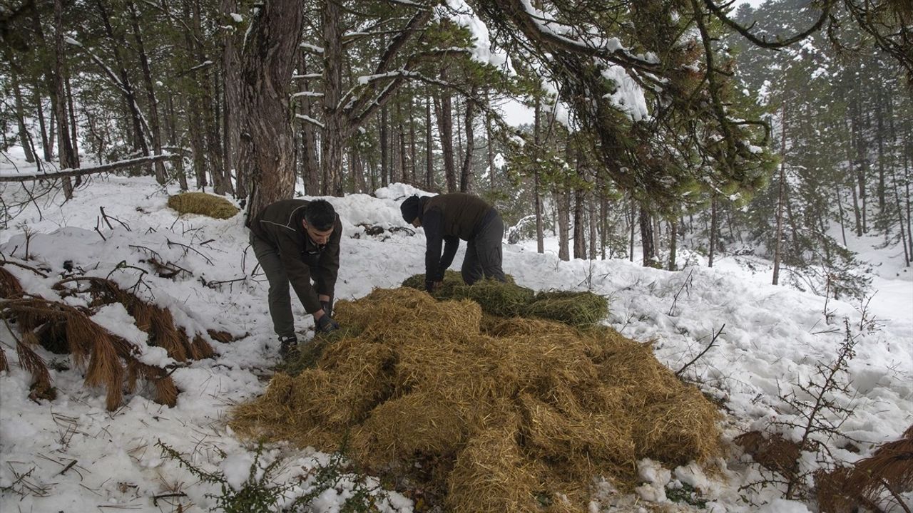 Bolu'da Yılkı Atları İçin Yem Bırakıldı