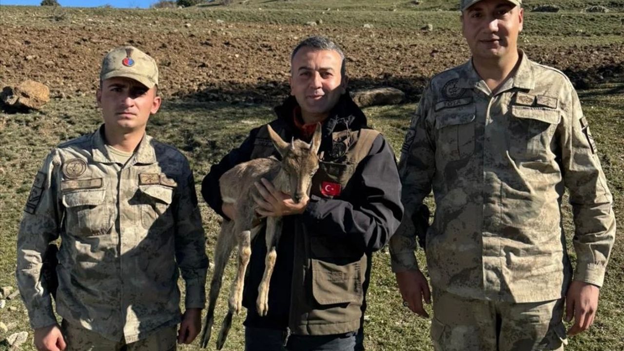 Erzurum'da Yaralı Yaban Keçisi Kurtarıldı