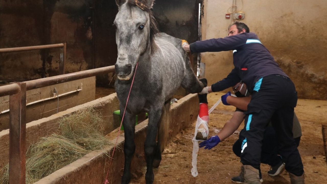 Erzurum'daki Yaralı At Krizi: Gerçekler Ortaya Çıktı