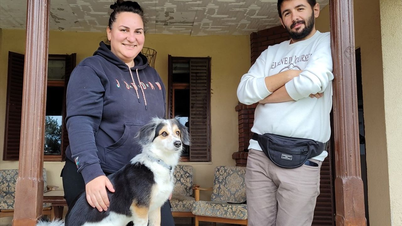 Ev Ortamında Köpek Eğitimi ile Başarı Artıyor