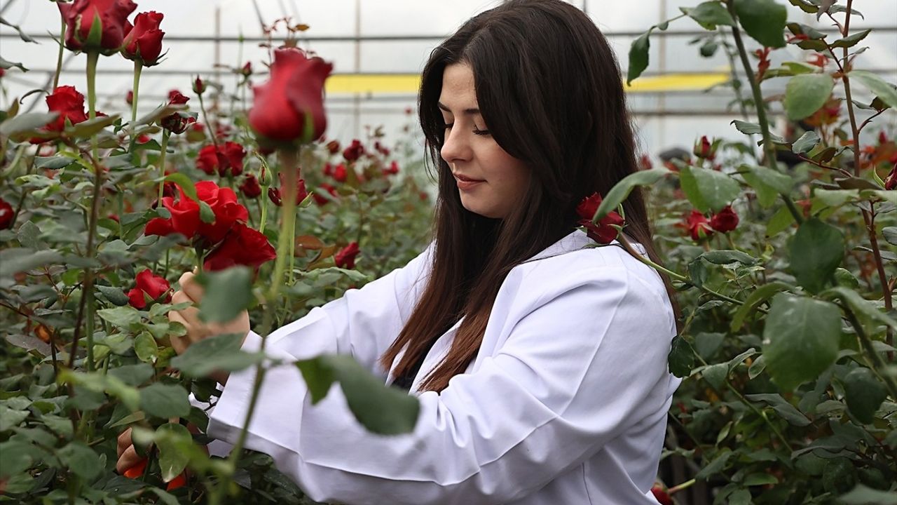 Hamsi Atıklarından Elde Edilen Biyogübre Gül Seralarında Kullanılıyor