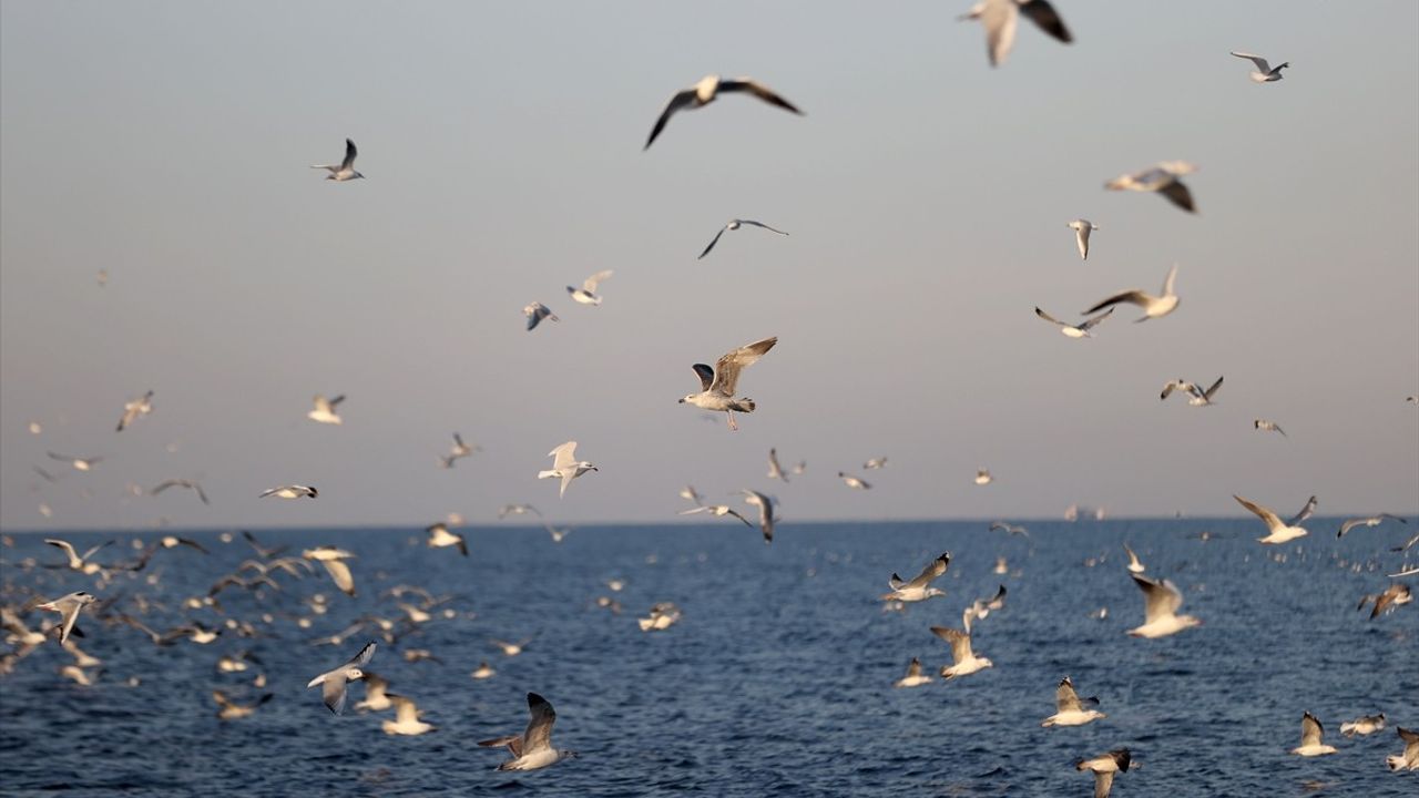 Karadeniz'in Martıları Balıkçılara Eşlik Ediyor