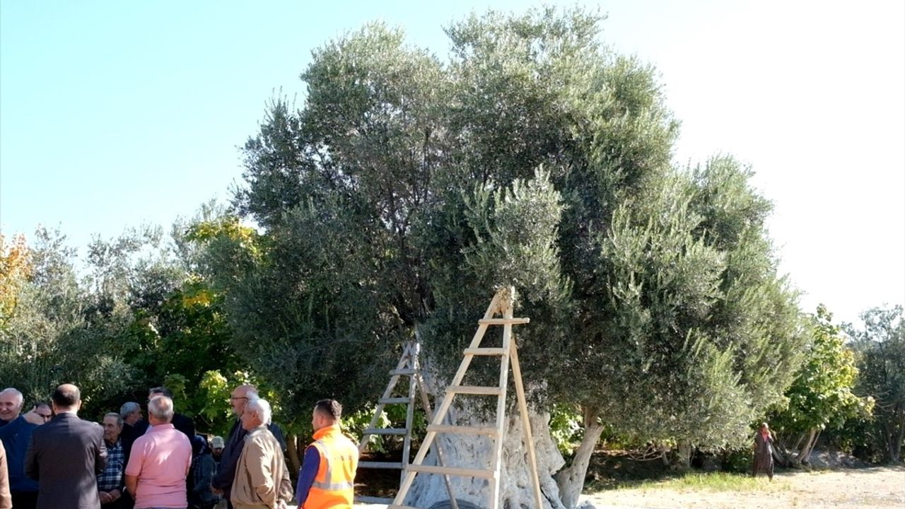 Mersin'de 1300 Yıllık Anıt Ağaçta Zeytin Hasadı Gerçekleşti