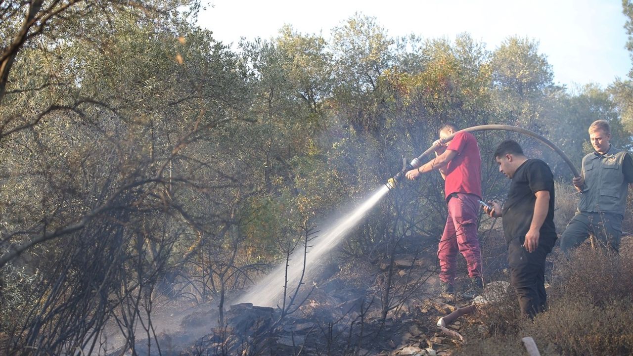 Muğla'da Orman ve Zeytinlik Alanda Yangın