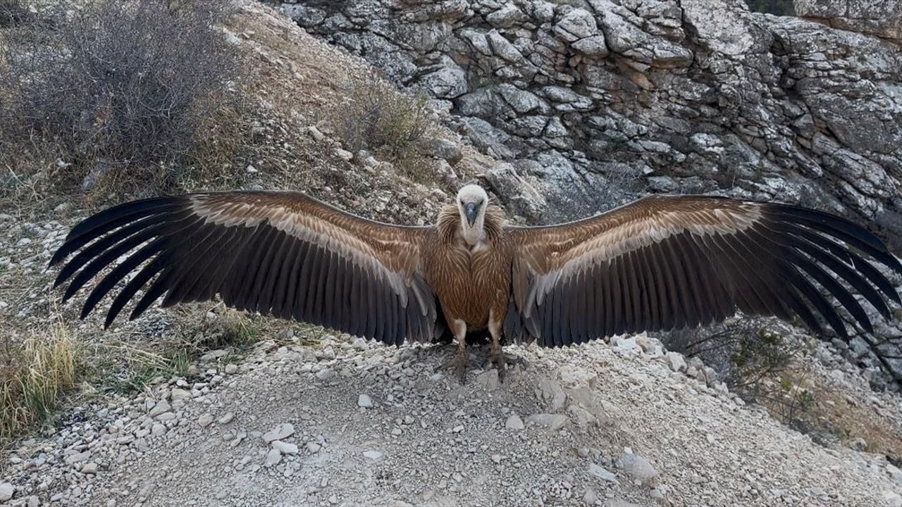 Şırnak'ta Yaralı Akbaba Tedavi Edilerek Doğaya Salındı