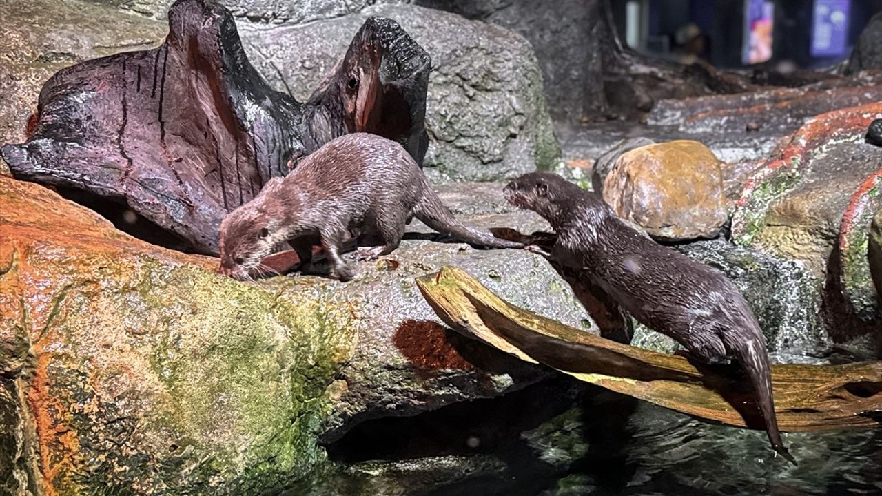 Tayland'daki Sea Life Bangkok Ocean World'de Deniz Canlıları İle Tanışın