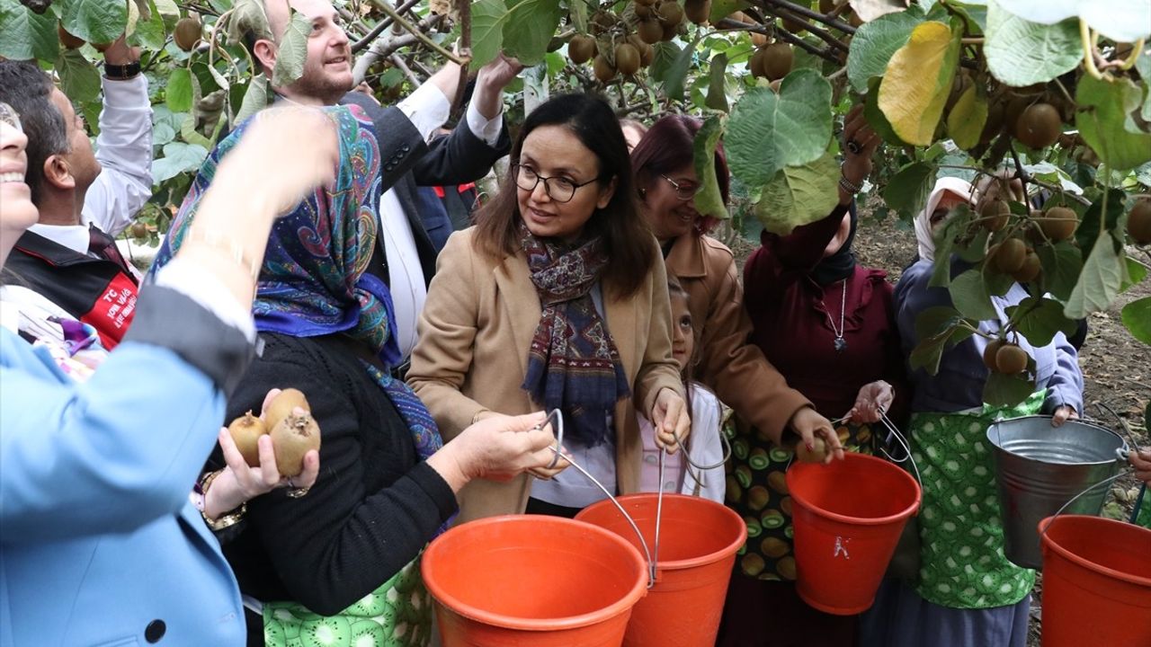 Yalova Kivisinde Hasat Dönemi Başladı