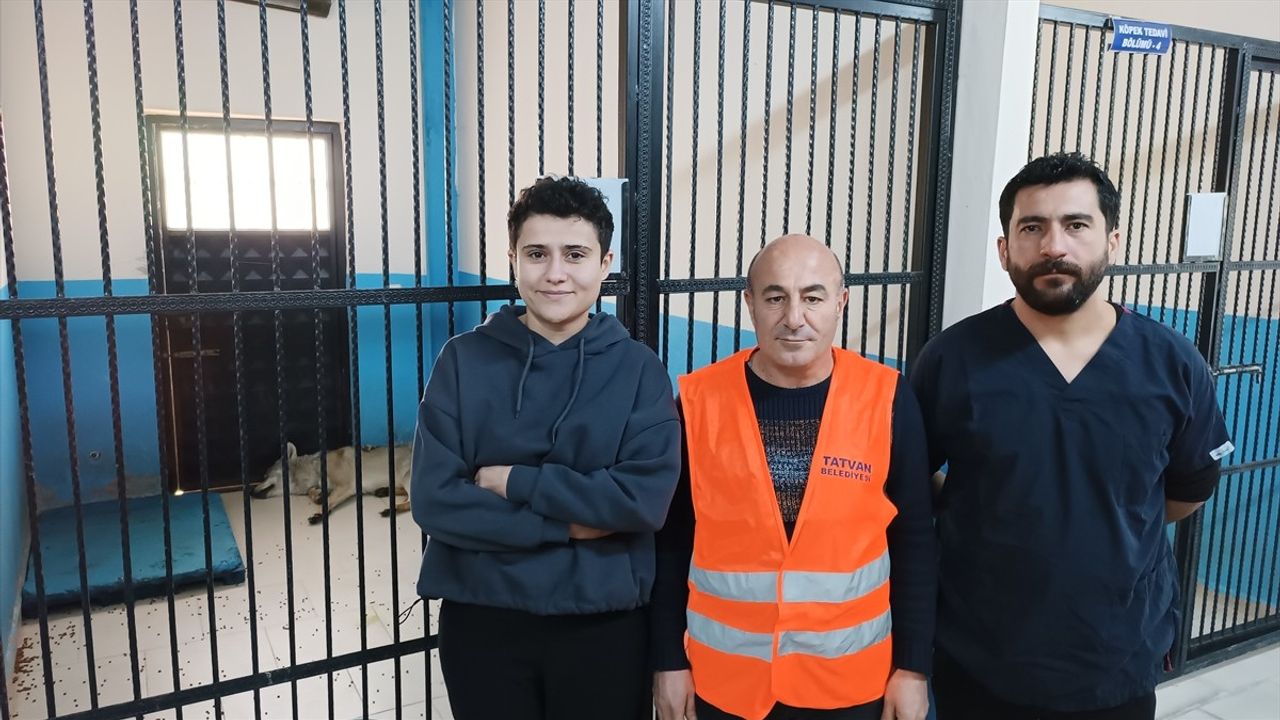 Bitlis'te Yaralı Kurt Tedavi Altına Alındı