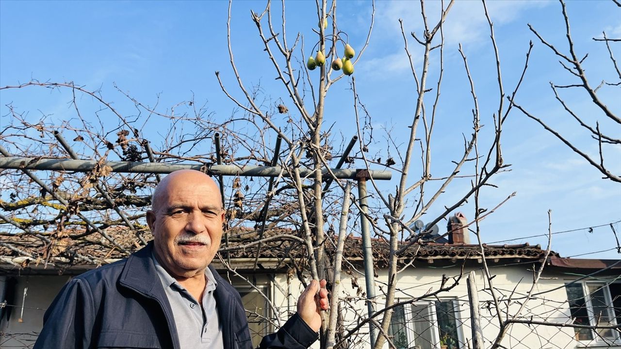 Çanakkale'de Aralık Ayında Meyve Veren Armut Ağacı