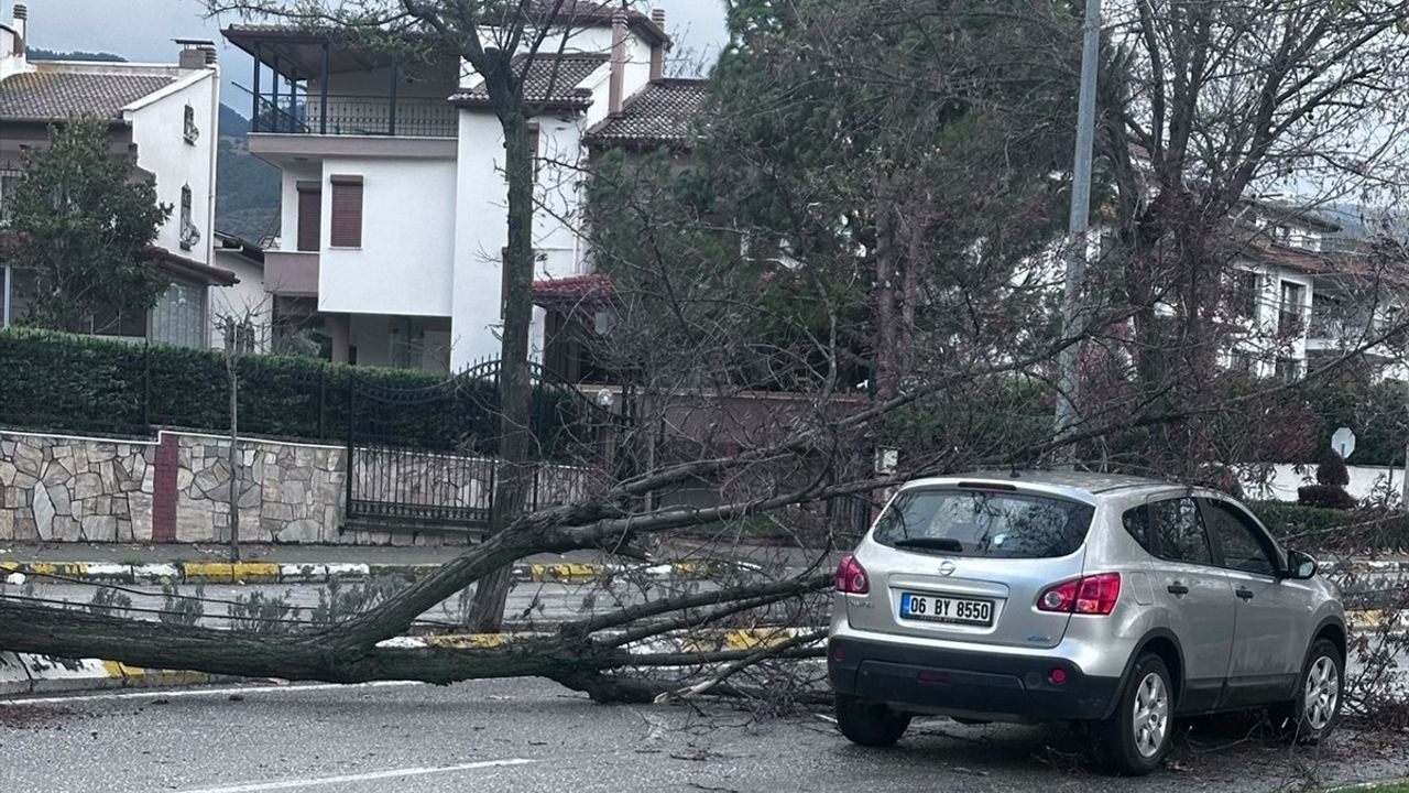 Denizli'de Fırtına Ağaçları Devirerek İki Araca Zarar Verdi