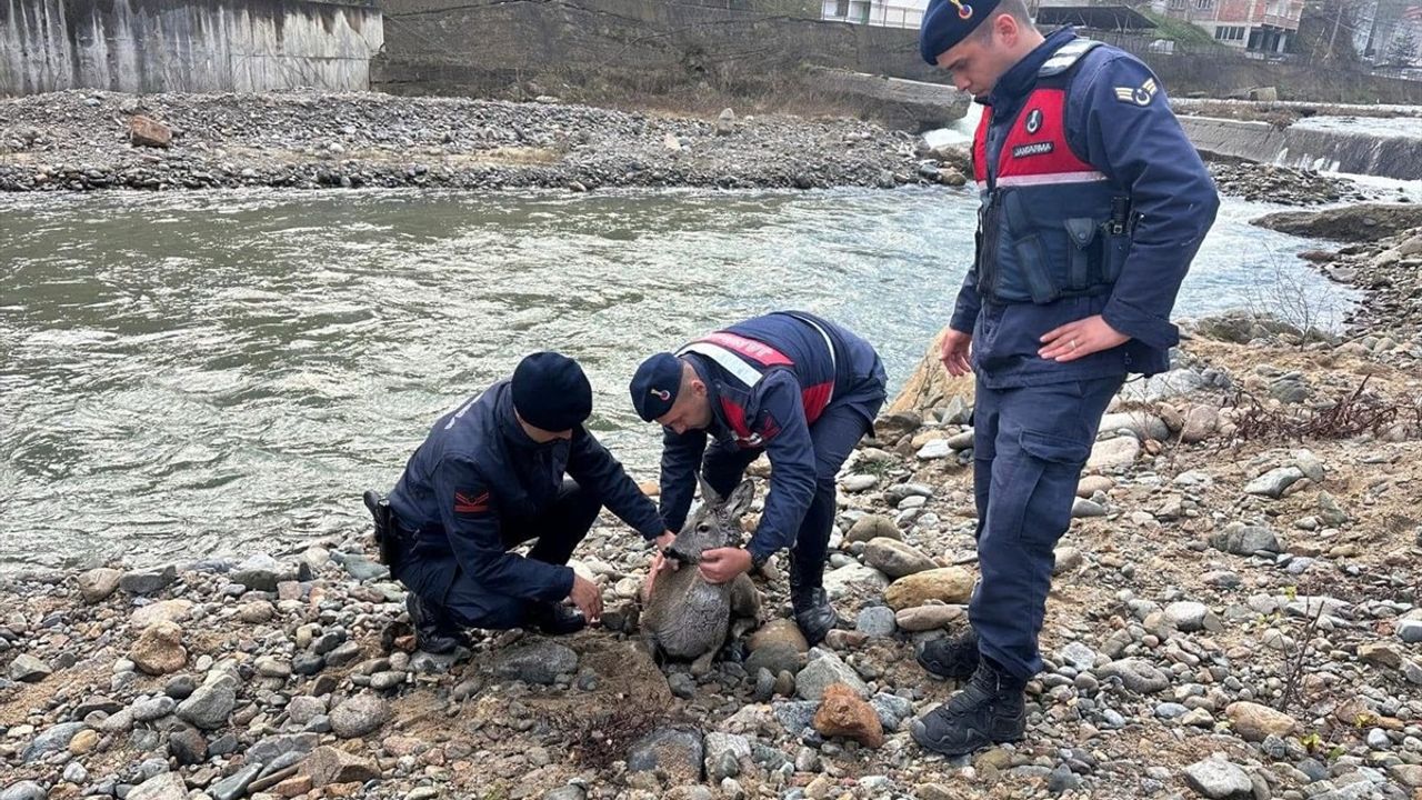 Giresun'da Yaralı Karaca Kurtarıldı ve Koruma Altına Alındı