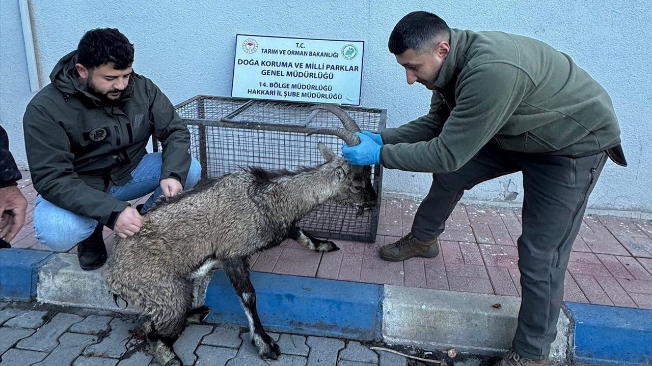 Hakkari'de Yaralı Dağ Keçisi Kurtarıldı