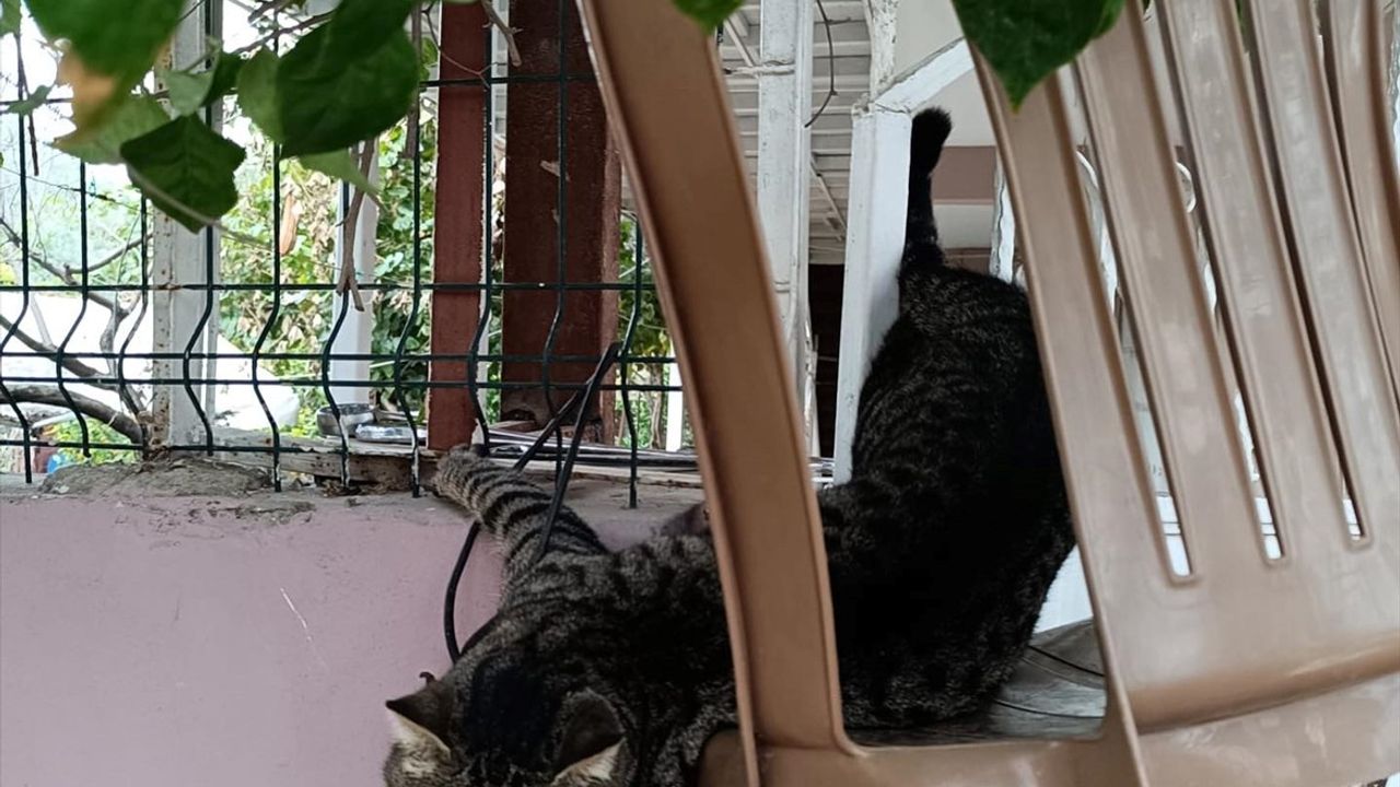 Hatay'da Patisi Korkuluğa Sıkışan Kedi Kurtarıldı