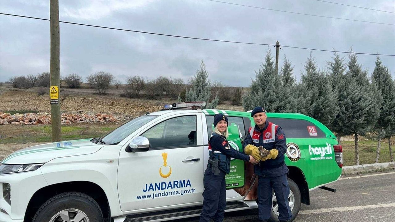 Karabük'te Yaralı Kızıl Şahinler ve Hasta Kurt Tedavi Ediliyor