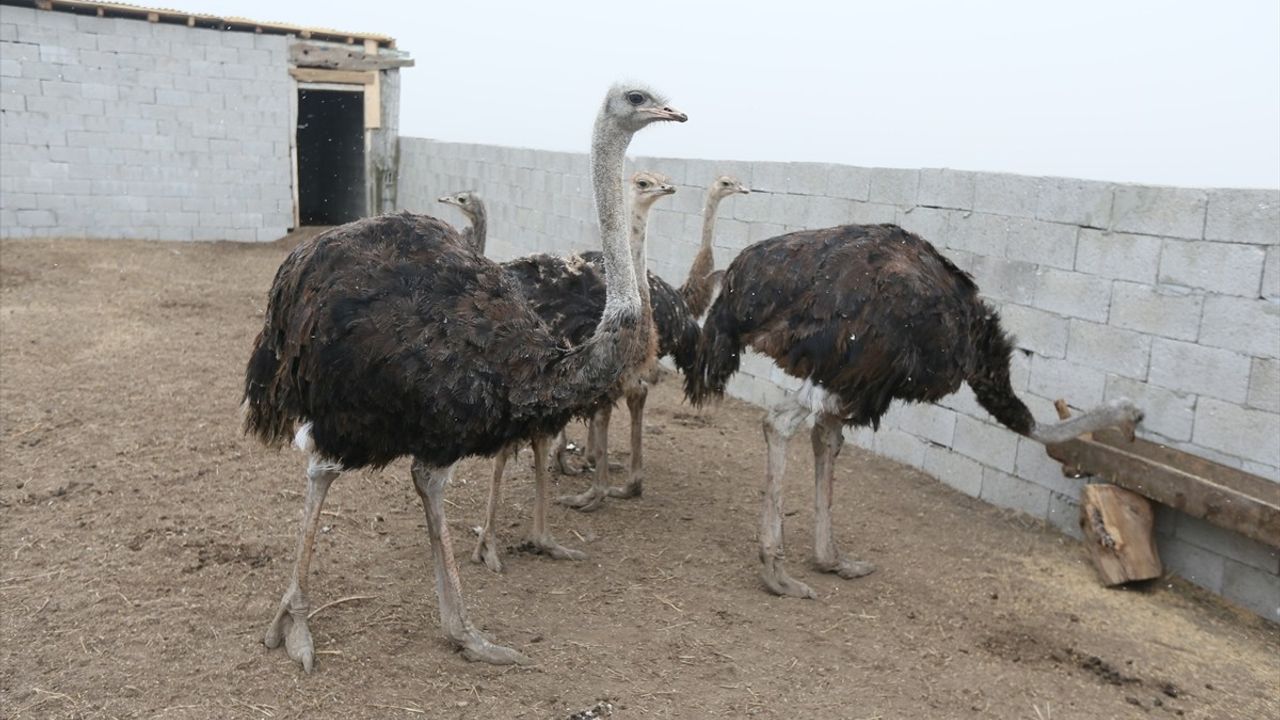 Kars'ta Deve Kuşu Yetiştiriciliği İle Yeni Bir Destan Yazılıyor