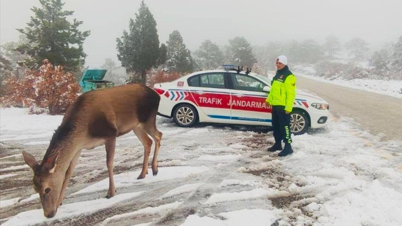 Kızıl Geyikler Salda Gölü Ormanlarında Karlı Manzarada Görüntülendi