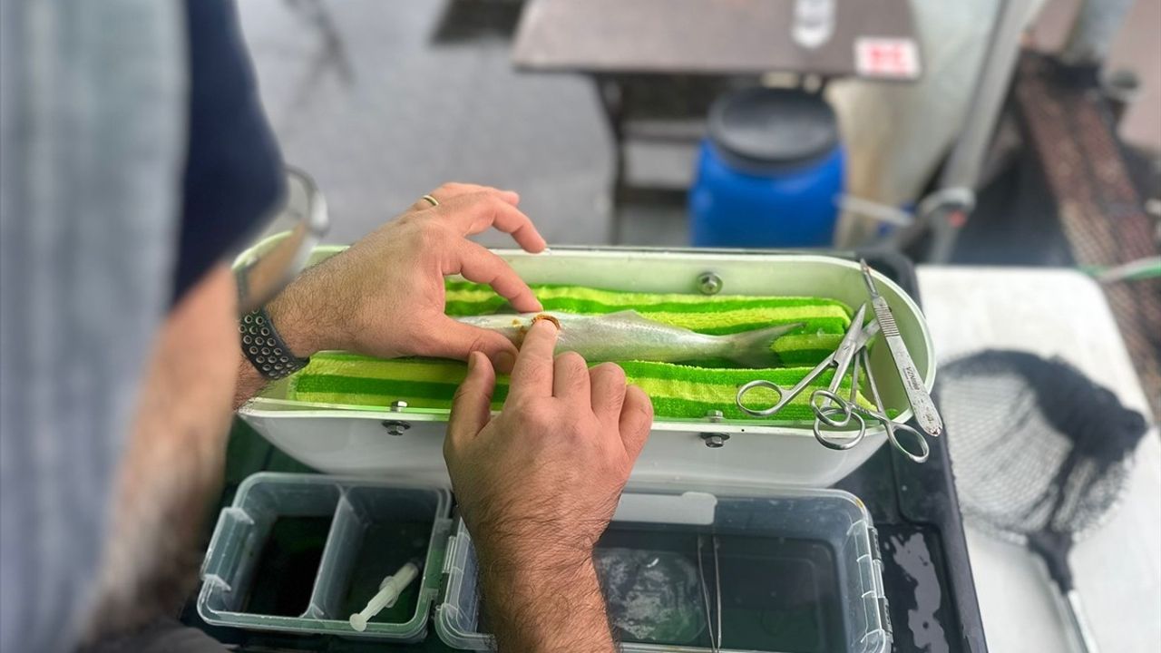 Lüferin Göç Rotası İzleniyor