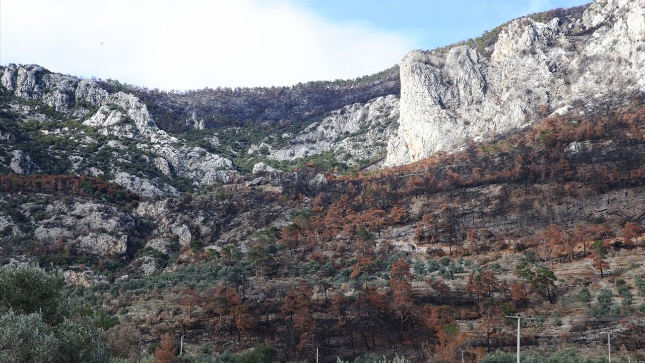 Muğla'da Orman Yangınından Etkilenen Üreticilere Zeytin Fidanı Dağıtıldı