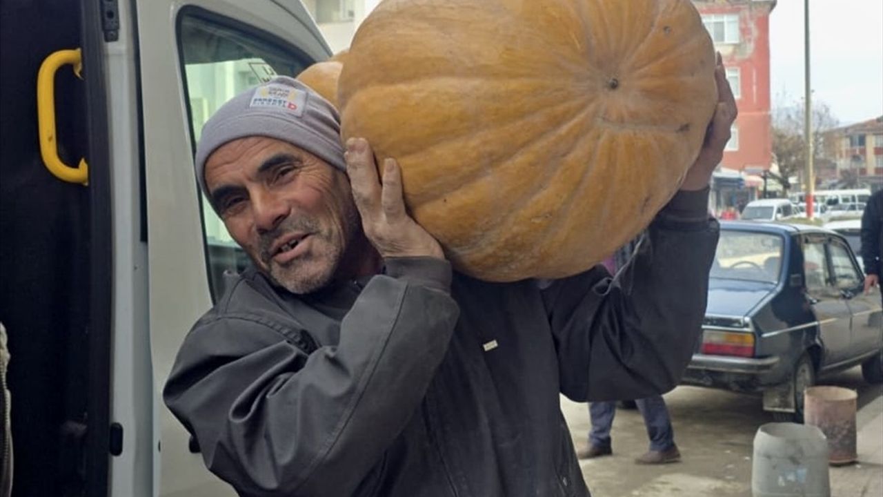 Sinop'ta 55 Kilogramlık Bal Kabağı Pazara Çıktı